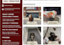 create authentic pet ugc content for your brand